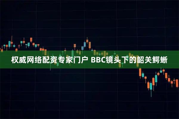 权威网络配资专家门户 BBC镜头下的韶关鳄蜥